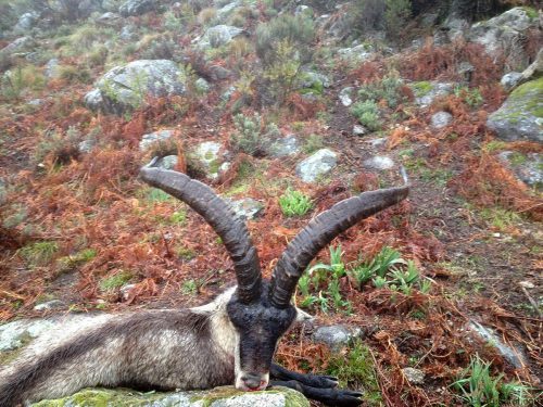 MACHO MONTÉS DE CAZORLA - IBEX