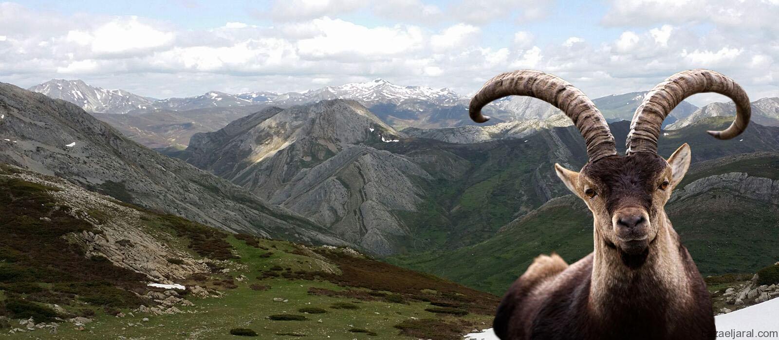Macho Montés de Gredos Ibex